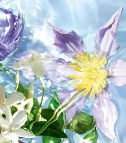 Cheap ✔️ Guerlain Aqua Allegoria Flora Salvaggia Eau de Toilette (75ml) Womens Perfume ⌛ -Lancome Official Store guerlain aqua allegoria flora salvaggia eau de toilette 75ml 16826330 33256128 1000