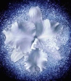 Top 10 🤩 Guerlain Orchidée Impériale The Micro-Lift Concentrate Serum (30ml) Anti-Ageing Creams 🤩 -Lancome Official Store guerlain orchidee imperiale the micro lift concentrate serum 30ml 16271098 32068581 1000