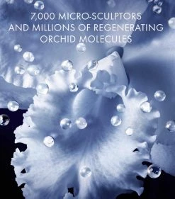 Top 10 🤩 Guerlain Orchidée Impériale The Micro-Lift Concentrate Serum (30ml) Anti-Ageing Creams 🤩 -Lancome Official Store guerlain orchidee imperiale the micro lift concentrate serum 30ml 16271098 32069422 1000